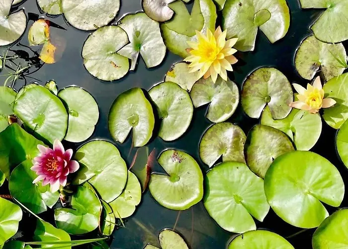 Luxueuse Oasis Ecologique A Proximite Du Willa Preverenges